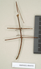 CollectionObject 1561471; NHMUK(SF IMPORT DUPLICATE) 844552-844553, 831e2883-0246-4af7-a7d7-07fa805d31b7: copyright Natural History Museum, London. male (syntype). (CollectionObject).