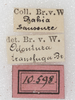 labels (syntype). Depicts CollectionObject 1532996; NMW 10.598, 84c49e97-ce37-4140-ac27-b500e12afbc8, a CollectionObject.