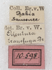 CollectionObject 1532996; NMW 10.598, 84c49e97-ce37-4140-ac27-b500e12afbc8: labels (syntype). (CollectionObject).