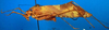 CollectionObject 1502887; fc3d4f6a-294d-42f2-ad8b-dcb2acb266b3: male, lateral view. (CollectionObject).