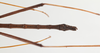 CollectionObject 1560520; 40205467-2f9e-40e7-b463-d6a4a53a4100: copyright Gunvi Lindberg, NRM, Stockholm. male: abdomen & hind legs, dorsal view (holotype). (CollectionObject).