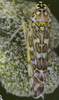 Habitus, dorsal view: !! display not done !! on Eupteryx (Eupteryx) decemnotata Rey, 1891: Habitus (male). (Observation).