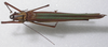 CollectionObject 1536379; 333196ca-47af-4173-83cc-93b0cda23de5: male, dorsal view (holotype). (CollectionObject).