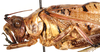 CollectionObject 1499697; a8788617-87a6-453a-9e31-2211f74f1270: male, anterior portion of body, lateral view (paratype). (CollectionObject).
