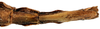 CollectionObject 1578588; RBINS IG: 32700', d2e0fcab-5835-482f-b7d7-388df3aec59c: copyright ISNB, Brussels. female: end of abdomen, ventral view (paratype). (CollectionObject).