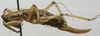 CollectionObject 1587097; 3a806c66-7999-46fd-901b-4da7dda52c15: female, lateral view. (CollectionObject).
