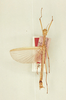 CollectionObject 1563653; 72b71203-722d-4341-9cb5-129792ea2cb0: copyright Oliver Zompro. male (syntype). (CollectionObject).