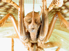 CollectionObject 1500176; 923a97bf-b74e-4660-9daf-5bf4df9fd112, MfN 3042: female abdomen tip, caudal view (holotype). (CollectionObject).