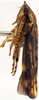 Habitus, lateral view on Coarctana nigromedia Domahovski & Cavichioli, 2023: Male holotype [DZUP]: habitus, lateral view. (Observation).