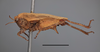 female, lateral view (syntype of Acridium hilare). Depicts CollectionObject 1596021; 93d44157-4773-4597-84f7-ee0df633b5cc, MZLU178129, a CollectionObject.