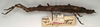 CollectionObject 1559192; NMW 719', 71762db7-c855-4d82-a5e9-b49620178205: copyright NMW, Vienna. female, lateral view (paralectotype). (CollectionObject).