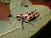 FieldOccurrence 122; 76c98ec5-02a8-4565-b89d-a6215dd1ef86; United Republic of Tanzania: Dodoma
East Chenene forest reserve, 2022/04/??: male. (FieldOccurrence).