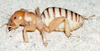 Ammopelmatus cahuilaensis (Tinkham, 1968): Adult male. (Otu).