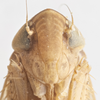 Head: !! display not done !! on Osbornellus ritanus Ball, 1932: (Observation).