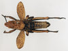 CollectionObject 1540681; 0b3a7a34-ce62-41b0-9095-105caad34c05: male, dorsal view (lectotype). (CollectionObject).