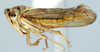 Habitus, lateral view: Zabrosa amazonensis, lateral habitus (INHS). (Observation).