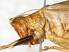 CollectionObject 1532899; 2539507c-6d0e-4d63-95d2-9ad1c24cce26: female, head and pronotum, lateral view (syntype). (CollectionObject).