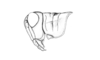 Ronderosia gracilis (Bruner, 1911): Fig. 2M. male, head and pronotum, lateral view. (Otu).