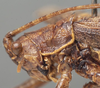 CollectionObject 1505780; 33cda1f1-06f4-4333-9633-125df9c87c80: male pronotum, lateral view (syntype). (CollectionObject).