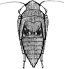 Nymph on Euscelis venosa (Kirschbaum, 1868): (Observation).