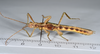 CollectionObject 1583054; 8842045f-92c4-448e-9c9a-2b94e4324d14: copyright ANSP. male, ventral view (paratype). (CollectionObject).;CollectionObject 1583055; 3855d02c-44bb-4073-b284-23161d9ffb8b: copyright ANSP. male, ventral view (paratype). (CollectionObject).