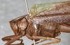CollectionObject 1532181; f14100e0-ffd9-4d42-8fdb-0114eb63d20a: male, lateral view (holotype). (CollectionObject).
