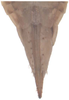 Ovipositor on Exitianus nanus (Distant, 1908): Ovipositor. (Observation).