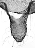 Aedeagus, ventral view.: Cauda (CA) of A. fabae. (Observation).