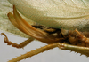CollectionObject 1535039; ccdfea7a-6a88-4181-9c2e-433e20e4afce: female ovipositor (lectotype). (CollectionObject).