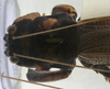 female pronotum dorsal (holotype of Salomona haani). Depicts CollectionObject 1539592; 61d3cdd0-06d7-4ea5-8d9e-b10716e13897, a CollectionObject.