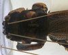 CollectionObject 1539592; 61d3cdd0-06d7-4ea5-8d9e-b10716e13897: female pronotum dorsal (holotype of Salomona haani). (CollectionObject).