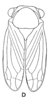 Habitus, dorsal view: !! display not done !! on Deiroderes inermis Ramos Alemar, 1957: (Observation).