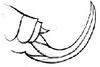 Episattus marmoratus Brongniart, 1897: female ovipositor. (Otu).