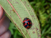 Prosoplecta (Prosoplecta) coelophoroides Shelford, 1912: (Otu).
