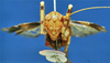 CollectionObject 1520563; d3e5def7-27ce-4fd4-873b-6e843e9d2e04: female, frontal view (holotype). (CollectionObject).