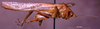 CollectionObject 1534911; BPBM 3224824, 840fb50b-b1a2-4997-86d3-cd9679d17fd7: male, lateral view. (CollectionObject).