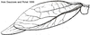Orophus mexicanus (Saussure, 1859): wings. (Otu).