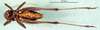 male, ventral view. Depicts CollectionObject 1502450; 6879cd91-1e91-4382-b430-9dfe69cda06d, a CollectionObject.