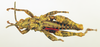 CollectionObject 1518485; 683f7a41-be90-4e29-9be8-ac65caf5c0d0: male, dorsal view (holotype). (CollectionObject).