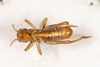 CollectionObject 2602153; 7ab24d3d-ff97-40a9-8fdf-f36ed2372122: male, dorsal view. (CollectionObject).