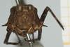 CollectionObject 1518013; 417c4a0c-c62a-4ac4-a847-567cd4fd9f33, NHMUK10924492: male, frontal view (holotype). (CollectionObject).