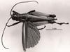 CollectionObject 1566401; 39e9e16d-03da-41bd-8099-365911198648: Image C.S. Carbonell. male, dorsal view. (CollectionObject).