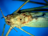CollectionObject 1500692; 12d85404-c14f-42af-af21-1abbc16dbd53, DORSA BTducpunHTM: male, dorsal view (holotype). (CollectionObject).