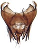 Pygofer, dorsal view: Bahita infuscata, pygofer, dorsally (NMNH). (Observation).
