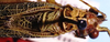 CollectionObject 1522621; c27aeca9-d46d-436b-a135-e14b1bf19429: male, dorsal view (holotype). (CollectionObject).