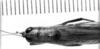 CollectionObject 1521534; 4a56a2de-6ce4-43b1-ad5b-fb2ea64816e9: Image Carbonell, C.S. female head and pronotum, dorsal view (lectoallotype of Cornops insularis). (CollectionObject).