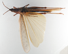 CollectionObject 1575337; 0e827fd0-3927-4115-b53d-9e3df75fba2a: female, dorsal view (allotype of Desmopterina elegans). (CollectionObject).