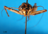 CollectionObject 1477810; 2a40f9dc-0abc-4a05-ae92-262378e59317: male, frontal view (holotype). (CollectionObject).