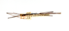 CollectionObject 1557300; 6e555185-0118-4c5d-b564-6945c50e161b: copyright ETHZ, Zurich. male, dorsal view (holotype). (CollectionObject).