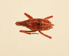 CollectionObject 1516702; c1afb02c-dfe9-4af0-b7e4-d2db3e77e659, NHMUK015982399: male, dorsal view (holotype). (CollectionObject).